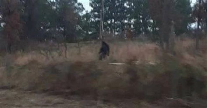 The Legendary Cryptid Of The Australian Outback